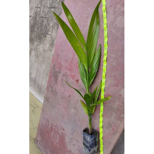 Different Available Betel Nut Plant