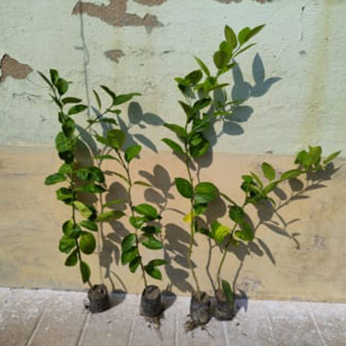Different Available Lemon Gondhoraj Pati Seedless Plant