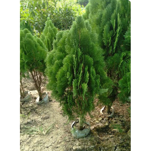 Different Available Mayur Pankh Plant