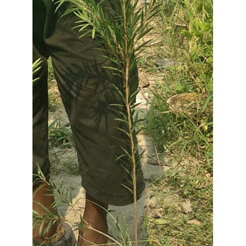 Different Available Bottle Brush Plant