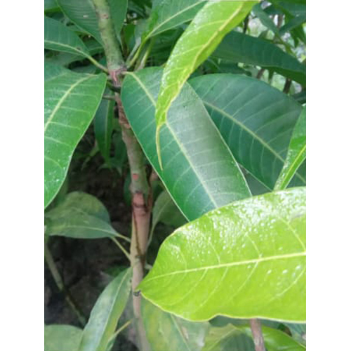 Different Available Grafting Mango Plant