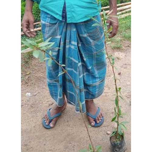 Different Available Arjun Plant