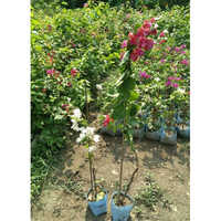 Different Available Bougainvillea Plant