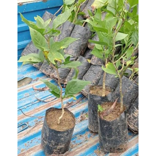 Different Available Bel Plant