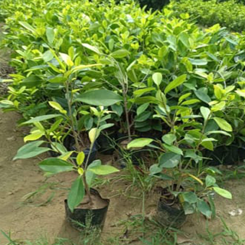 Different Available Golden Duranta Plant