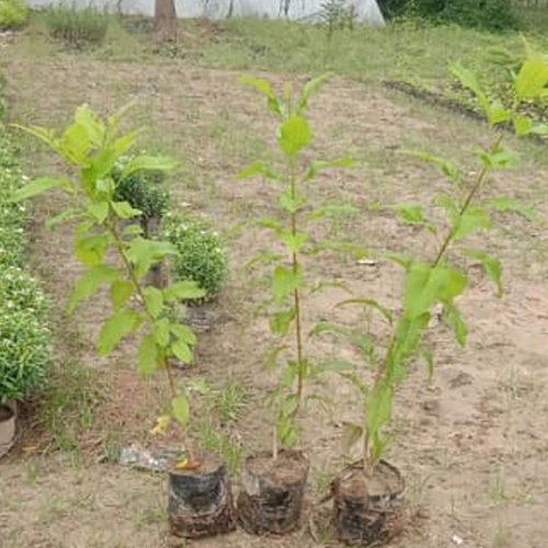 Different Available Hemaliya Plant