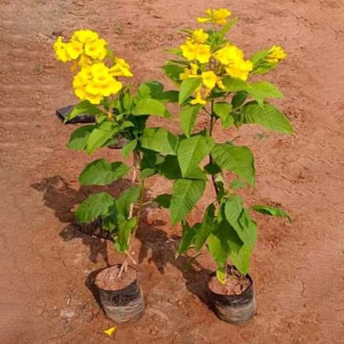 Different Available Ticoma Gourmet Chouri Plant