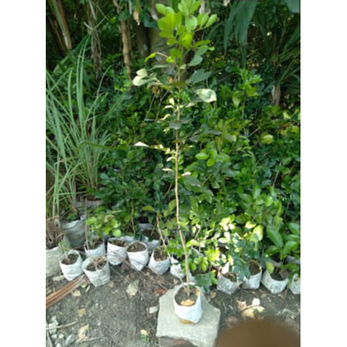 Different Available Kamini Plant