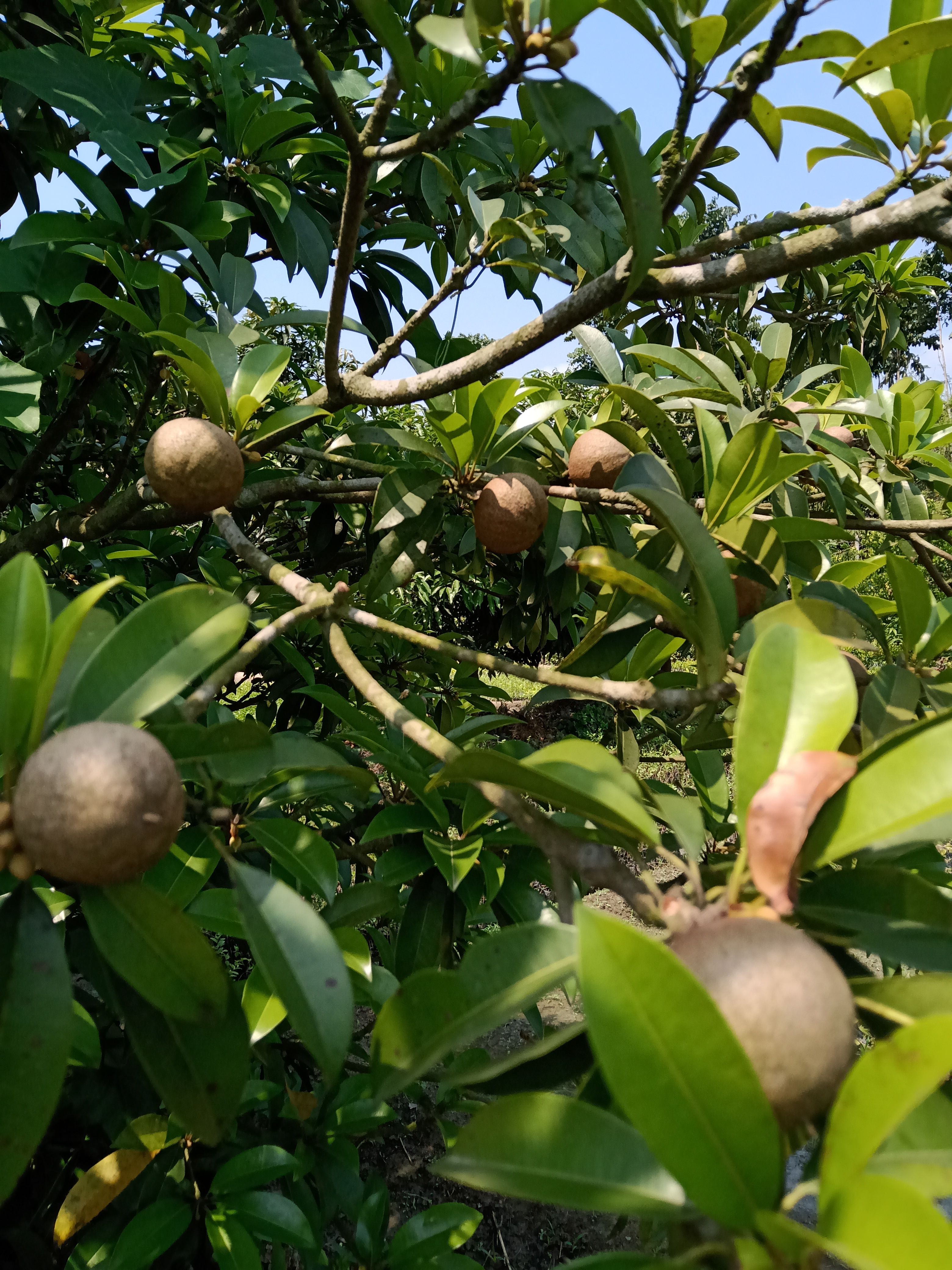 Cricket Ball Chikoo Plants