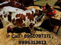 Rathi cow