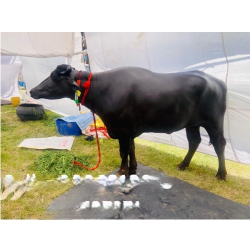 Murrah Buffalo - Color: Black