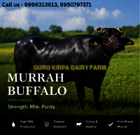 Murrah Buffalo - Color: Black