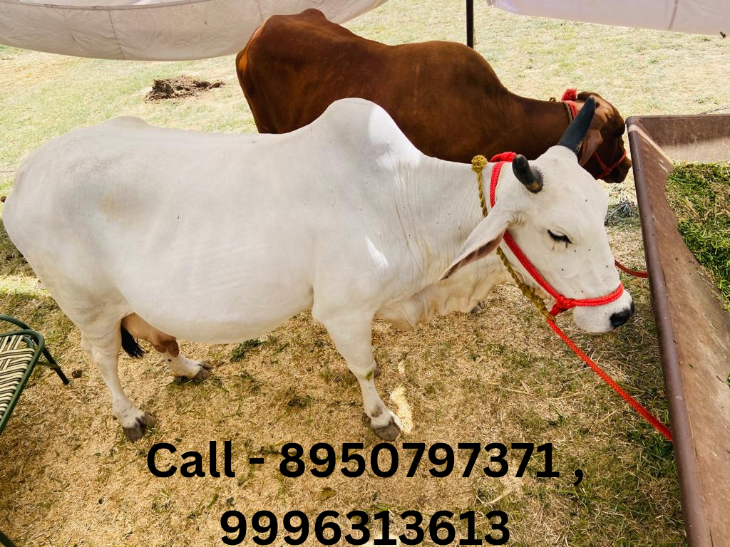 Tharparker Cow