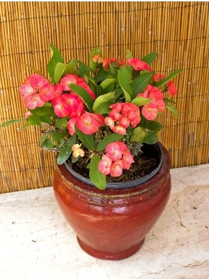 Urobiya plant