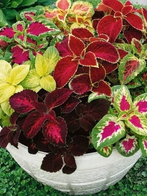 Coolieus mix colour