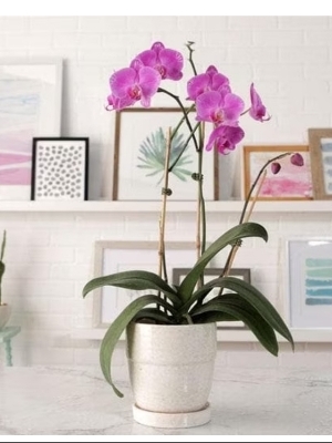 Orchid Plant