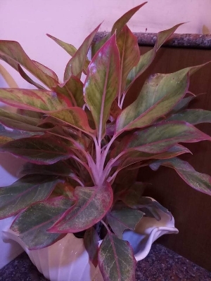 Lipstick plant