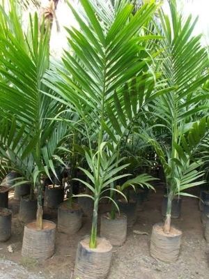 - Areca Palm Supari Plant