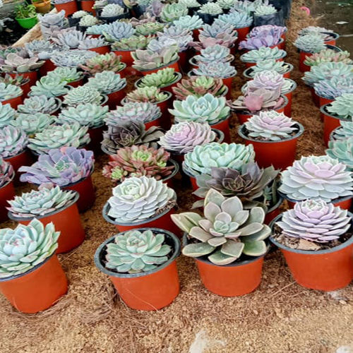 Different Available Succulent Plant