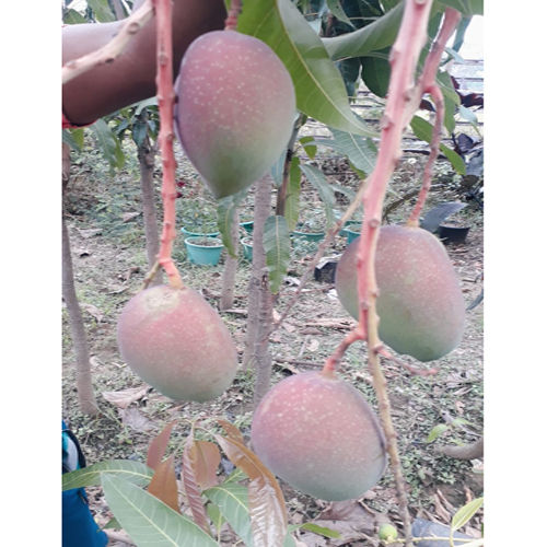 Mango Red lvory Plant