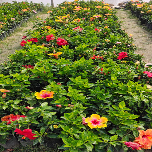 American Hibiscus Plant