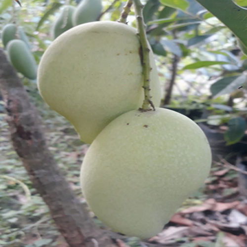 Different Available Cakapat Mango Plant