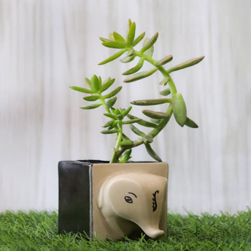 Ceramic Succulent Animal Planter Pot