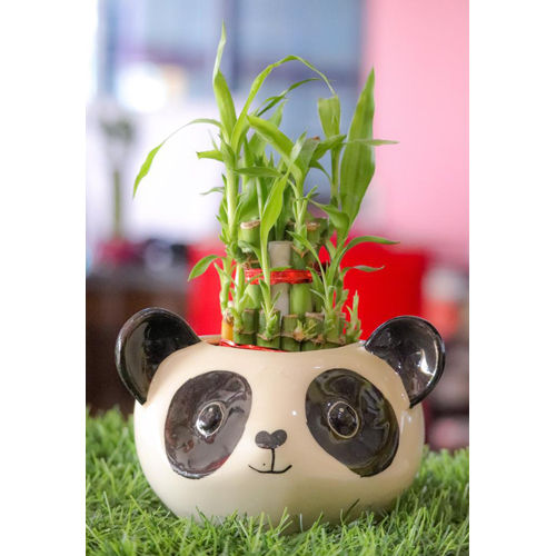 Bamboo Plant