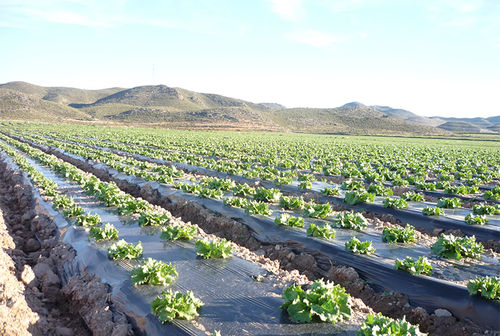 Agriculture Mulching Film