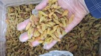 Long Golden Raisins - 15kg Bulk Supply | Seedless, Sweet Taste, Naturally Dried Under Shade, Long Shape, Medium Grade, Big Size