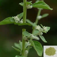 Sripillai Powder