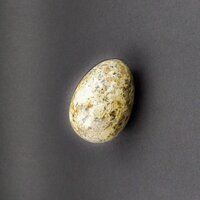 Dotted Ivory Magnesite Eggs