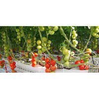 Rectangular Coco Peat Grow Bag
