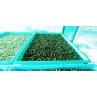 Five Layer Hydroponic System