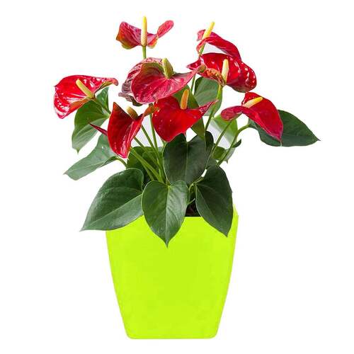 FLOWER POTS SQUARE SHAPE FOR INDOOR/OUTDOOR GARDENING (1192) - Plastic Material 13x14x13 cm Dimensions Green Color | Ideal for Versatile Planting Options