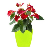 Flower Pots Square Shape For Indoor/outdoor Gardening (1192) - Plastic Material, 13x14x13 Cm Dimensions, Green Color | Ideal For Versatile Planting Options