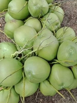 Green Coconut