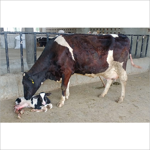 White Holstein Friesian Cow