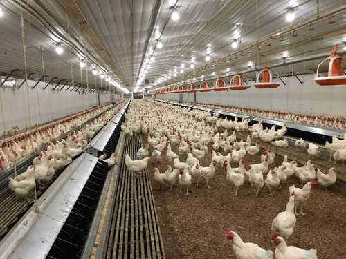 Commercial Broiler Farming Fully Automatic