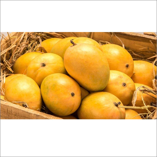 Yellow Devgad Alphonso Mangoes