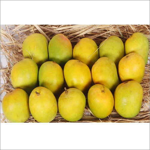 Devgad Mango