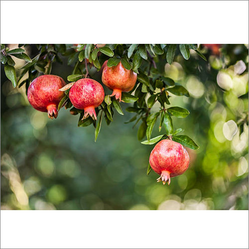 Pomegranate Fruit