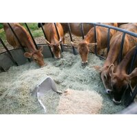 Animal Feed Phytase 5000 U-G Enzymes Powder