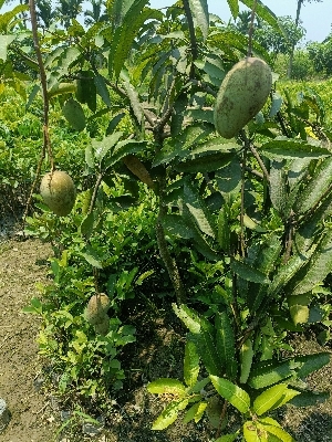 Catimon Mango Plants