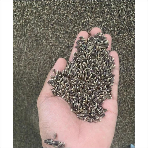 Black Wheat Seed