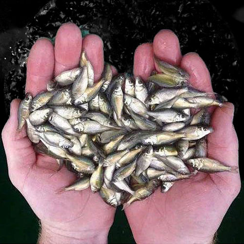 High Quality Fresh Fish Seed