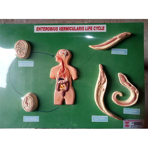 human anatomic model