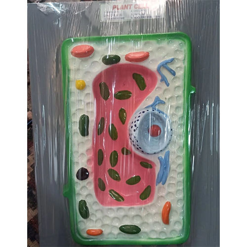 Plant Cell Model