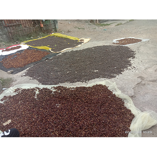 Arabica Coffee