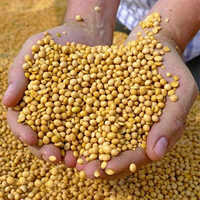 SOYBEANS